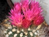 eriosyce-subgibbosa-ssp-wagenknechtii